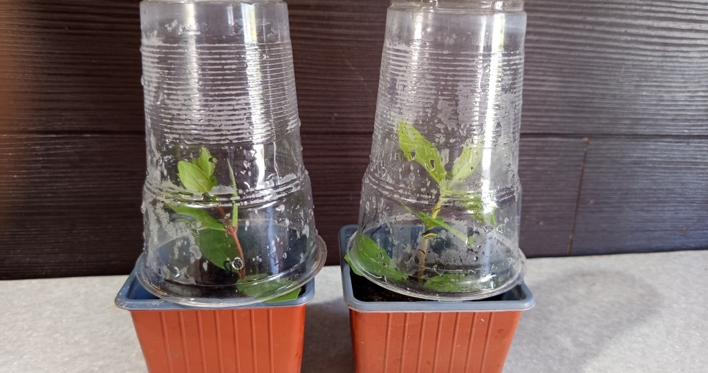 Зеленое черенкование жимолости