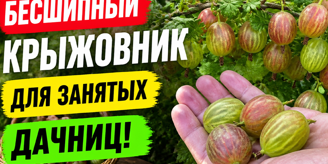Крыжовник бесшипный: 7 причин посадить на участке — натурально и без хлопот
