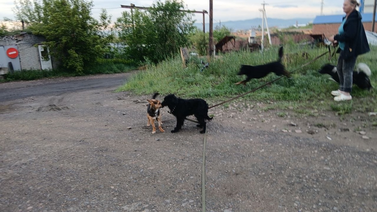 Собачки приюта Ананда на прогулке