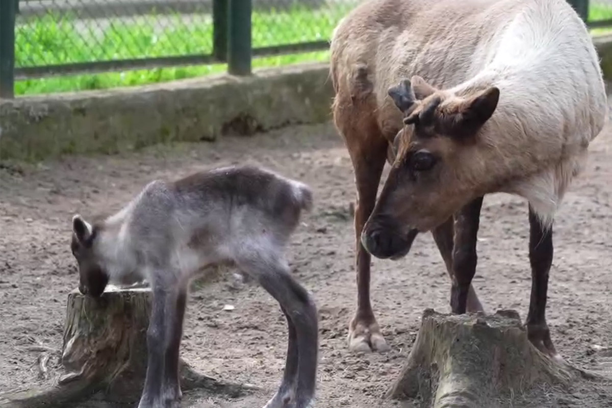 Moscowzoo_official / Telegram📷Новорожденный детеныш северного оленя с мамой