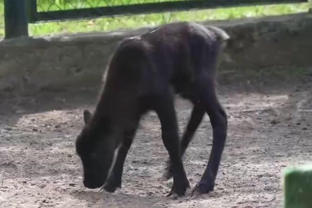 Moscowzoo_official / Telegram📷Один из новорожденных детенышей северного оленя