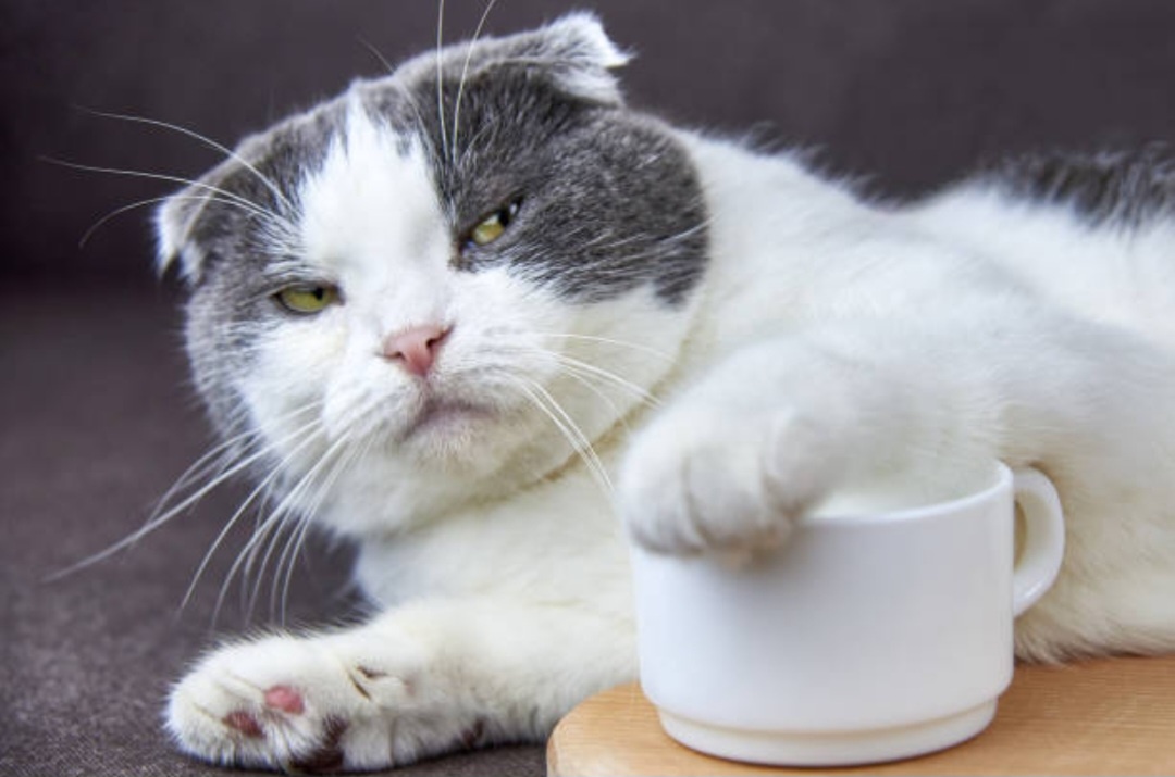 Не трогай мой кофе( кота 🐱), --взято из интернета с целью ознакомления. 
