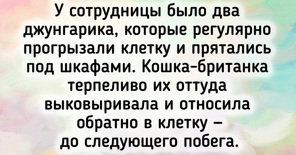 10 добрых историй о питомцах, которые любят нас просто так и делают этот мир чуточку лучше