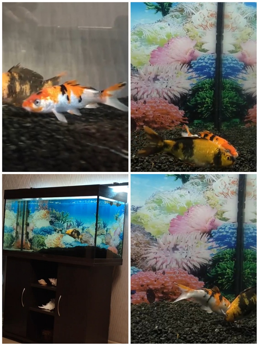 Карпы Кои