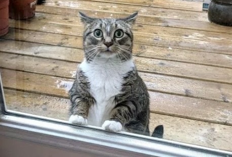 Саня, не греши, лучше кота впусти: 9 комических кадров с котами. Часть 2