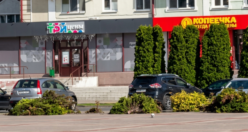    В Пинске на площади Ленина убрали старые туи