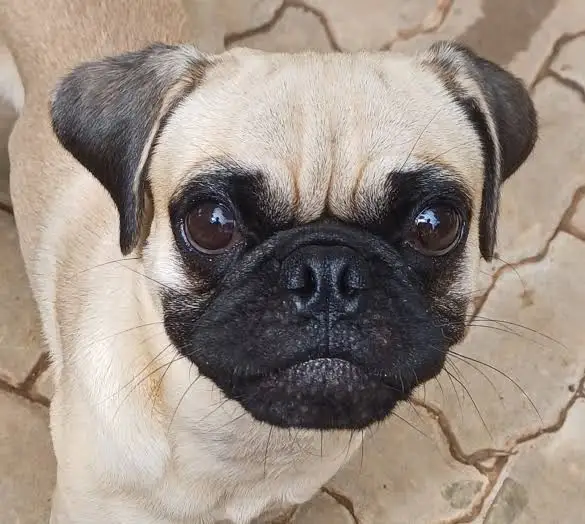 https://pugrescue.co.za/our-available-pugs/