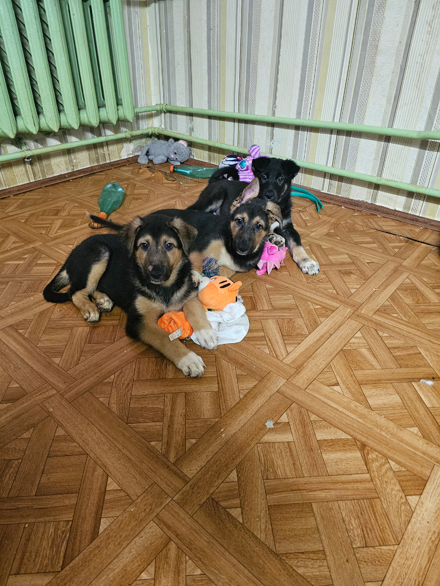 Фото автора. Помогите им ни когда не узнать, что такое голод.