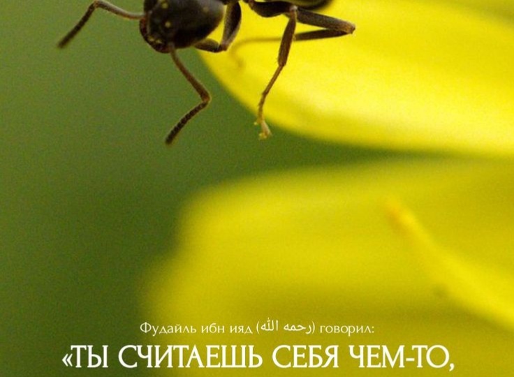 Эти 6 насекомых, являются напоминанием для вас 👇подробно
