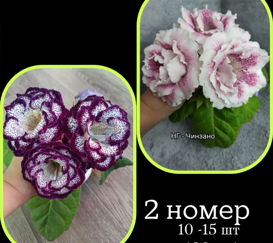 На фото: родительская пара (архивное фото селекционера-автора скрещивания).