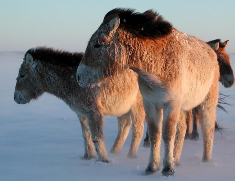 Фото: Лошади Пржевальского в снежной степи — шерсть покрыта инеем. Источник: Horse Journals / Gobi Dzud.