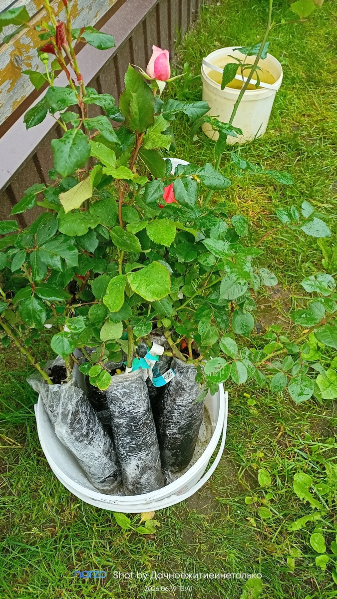 Мои новенькие розы