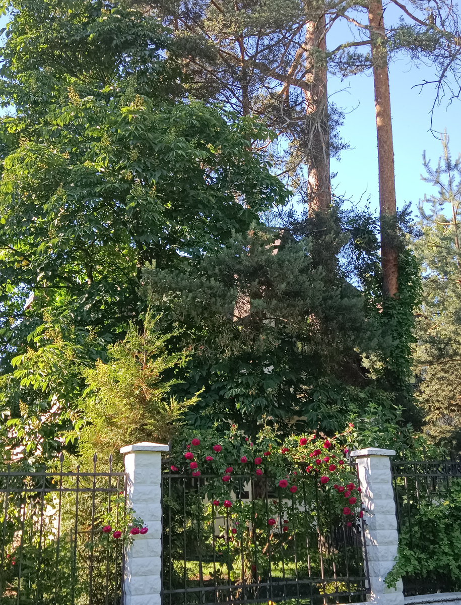 Просто дома не видно,-розы,сосны