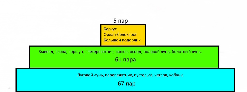 Сообщество пернатых хищников Костромской низменности