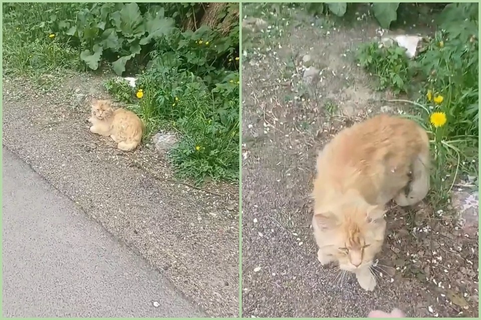    Кот несколько дней просидел на одном и том же месте у дороги. Фото: приют "Золотое сердце".