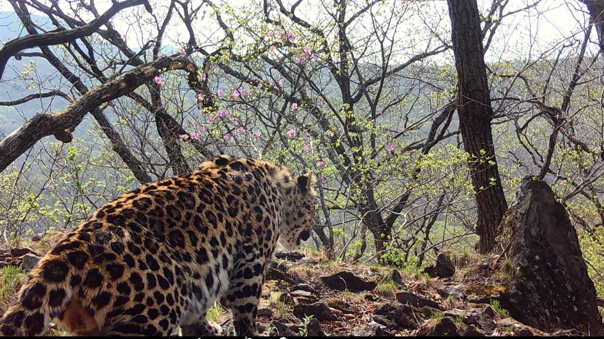    ВКонтакте / vk.com/leopard_land