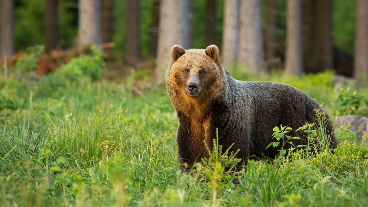    Фото: iStock/JMrocek