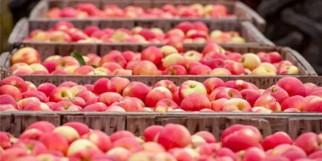 Яблочный экспорт бьёт рекорды: продажи выросли не только по объёму, но и по цене