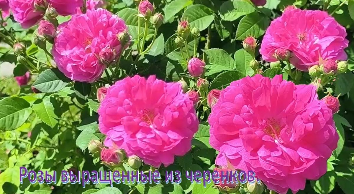 фото из личного аархива