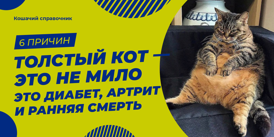Толстый кот — это не мило. Это диабет, артрит и ранняя смерть