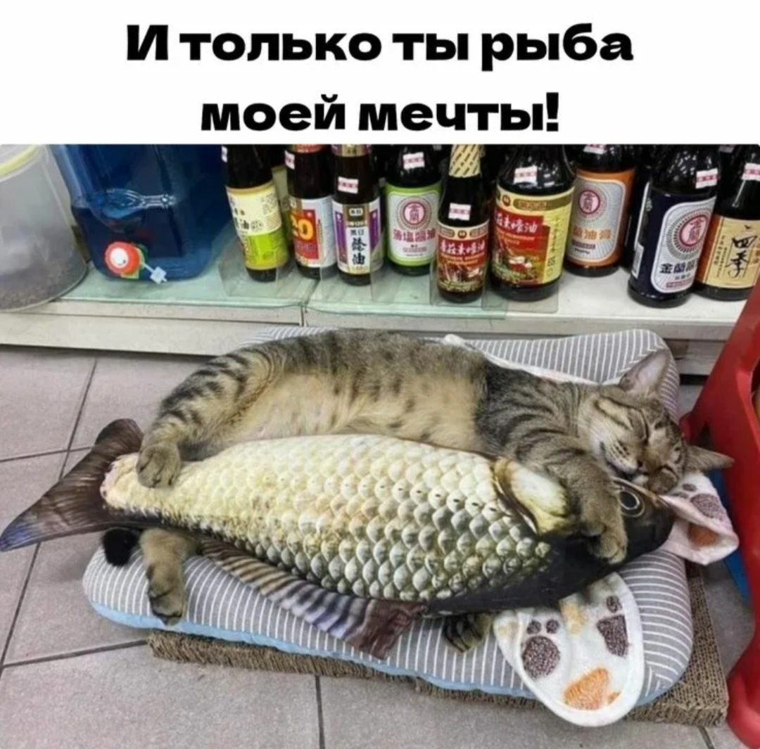Котик с рыбой, --взято из интернета с целью ознакомления. 