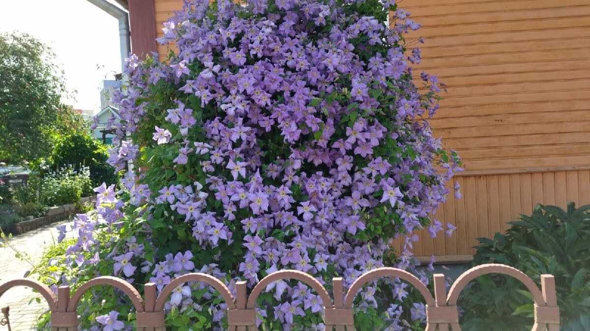 Клематис, но не мой)) Всегда смотрю на него с восхищением