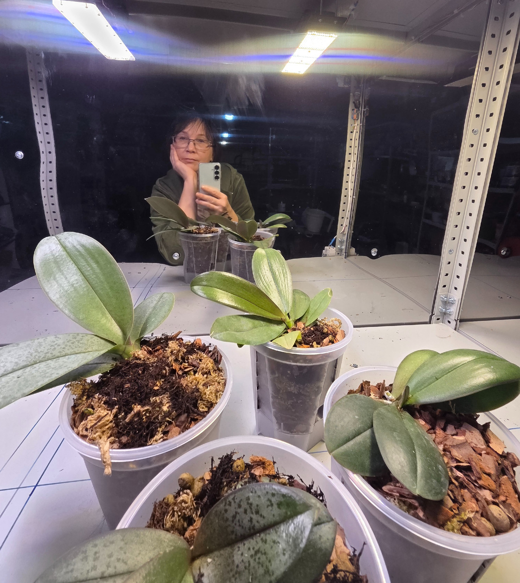 Апрельское фото. Орхидеи только посажены в новые горшки