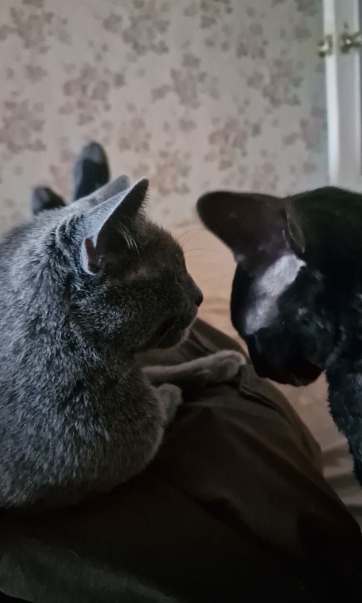 - Чо кожаный?                                          - Да в деревню опять!                            - Сдалась ему эта деревня!                 - Там мыши есть. И коты!                      - Ладно! На балкон пошли. Там солнышко.