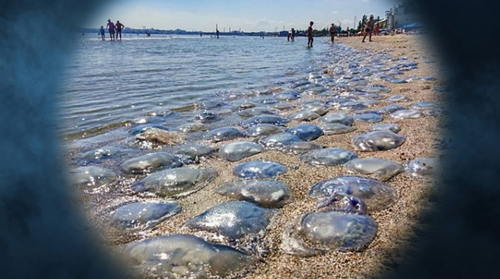 Нашествие медуз на Азовском море медуза корнерот жгучая