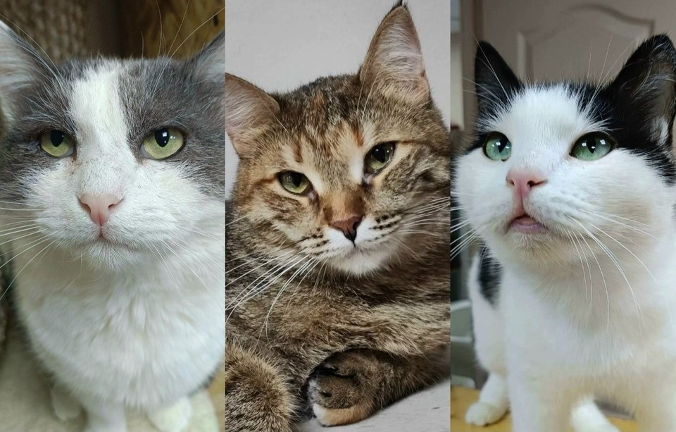    Ищем ответственных хозяев для кошек из Удмуртии. Фото: котофонд