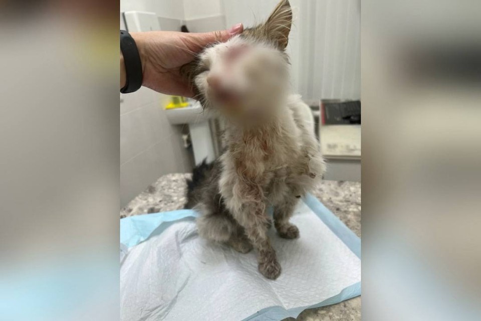    Кота в критическом состоянии нашли у дороги в дачном массиве. Фото: приют для животных «Наследие Бастет».