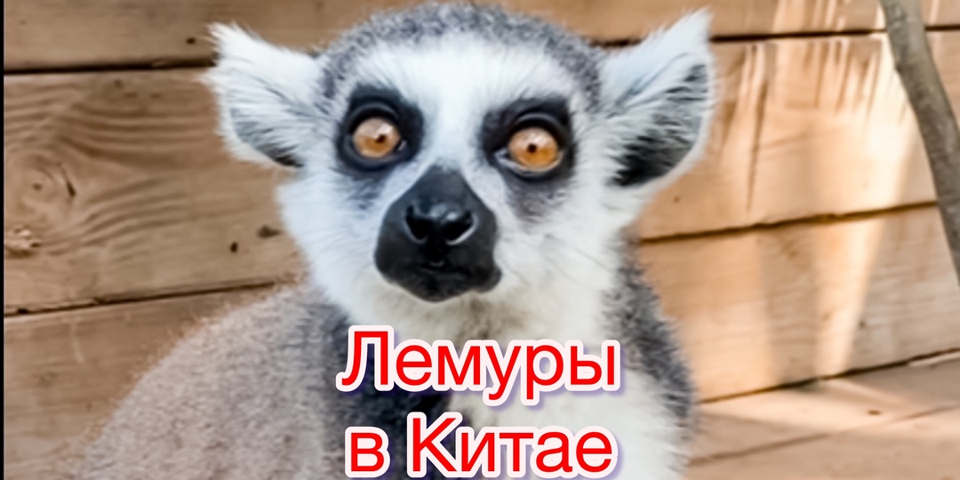 Китай: Стоит ли платить за встречу с лемурами в парке Янода