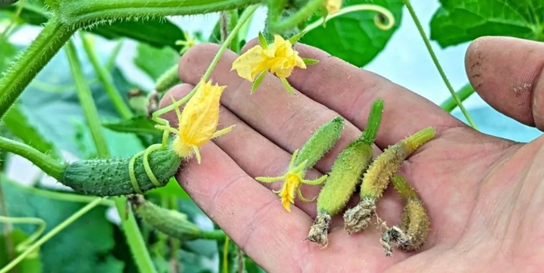 Завязи огурцов опадают без причины: 2 ошибки — исправил за 5 поливов