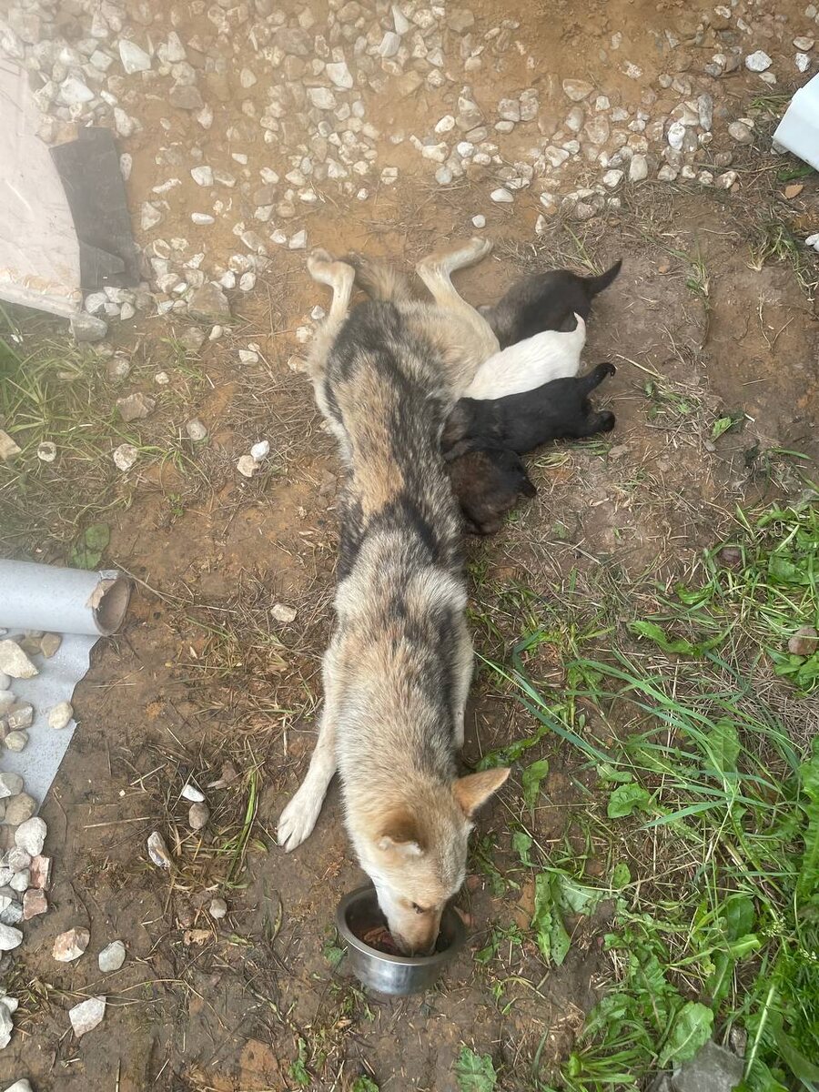 Никто не знает, сколько эта бедная собака не пила и не ела