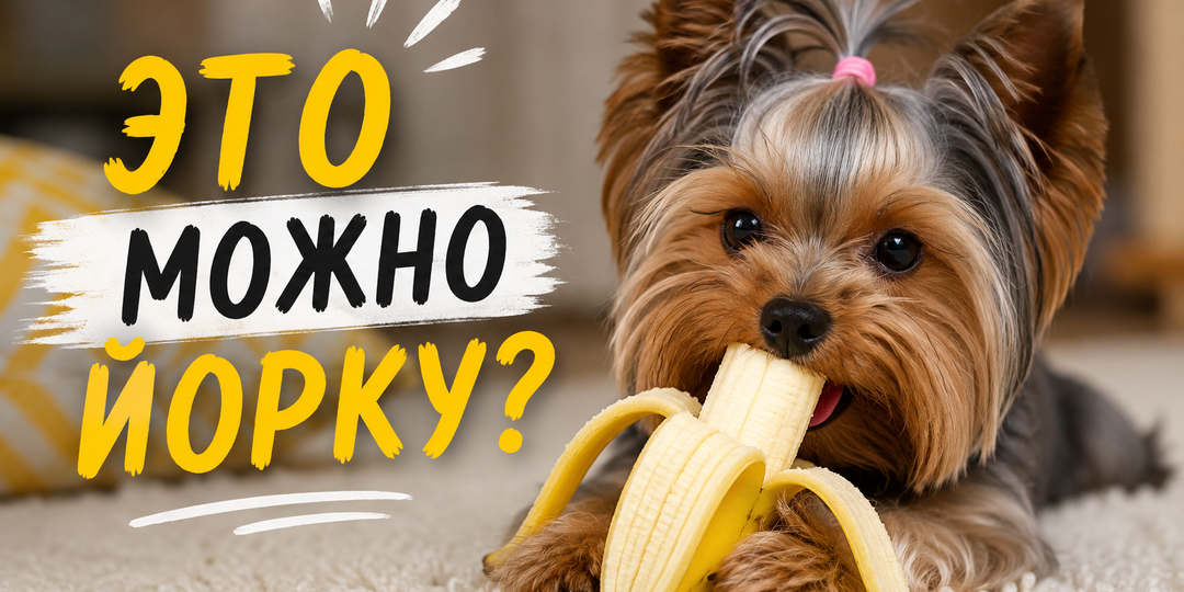 Продукты, которые можно йорку, но я сама об этом не знала