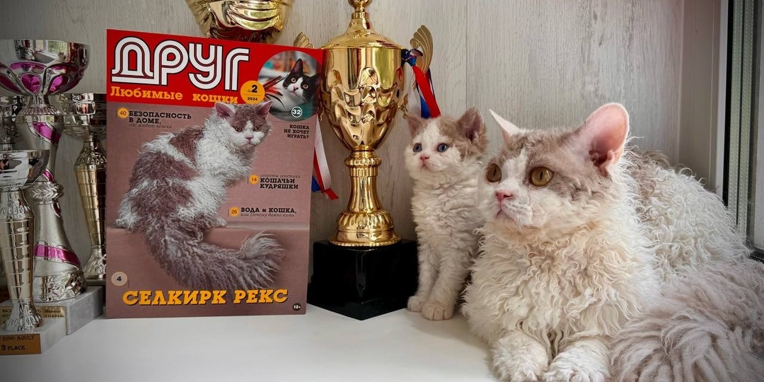Знай наших! Как стать Чемпионом Мира? Кот Зефир