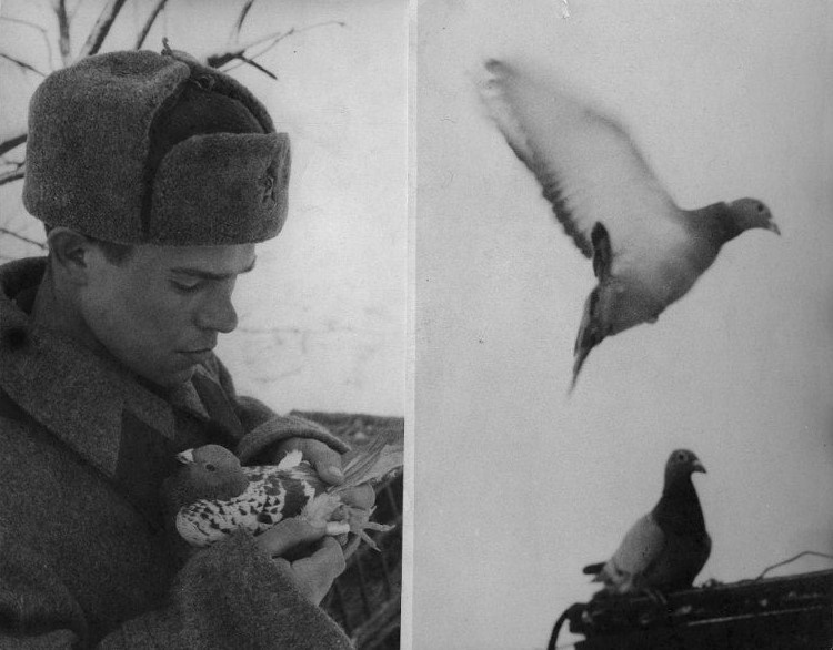 Фотохроника ТАСС №2700. Военно-исторический музей артиллерии, инженерных войск и войск связи МО РФ.