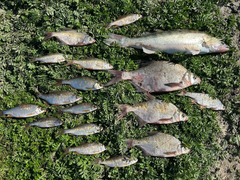    Улов в Алтайском крае. Источник: Антон Кожевников, vk.com/fishmen_altai
