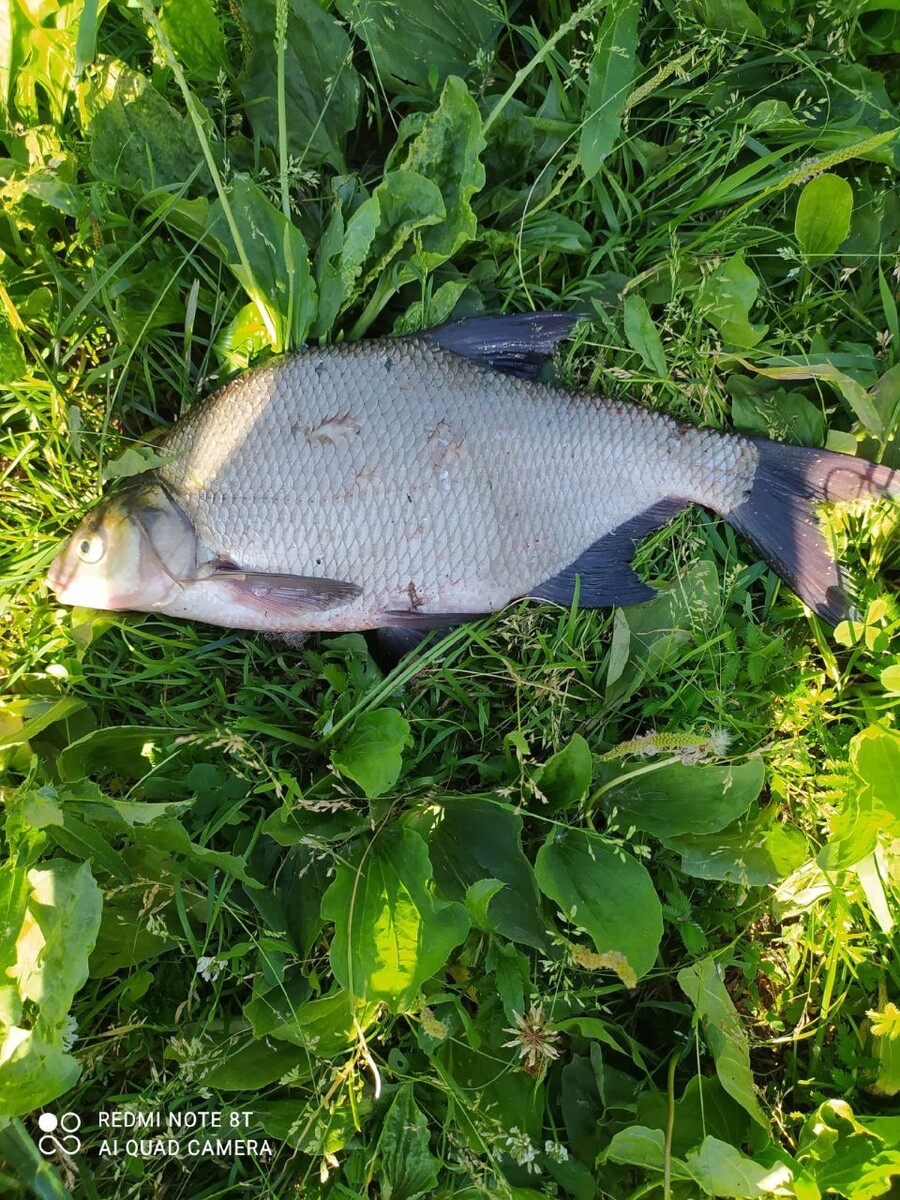    Улов в Алтайском крае. Источник: Александр Майкопов, vk.com/fishmen_altai