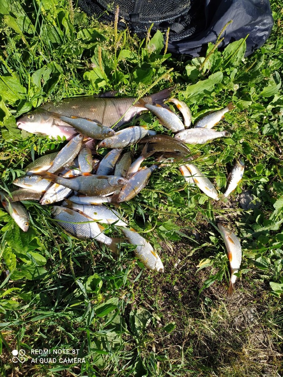    Улов в Алтайском крае. Источник: Александр Майкопов, vk.com/fishmen_altai
