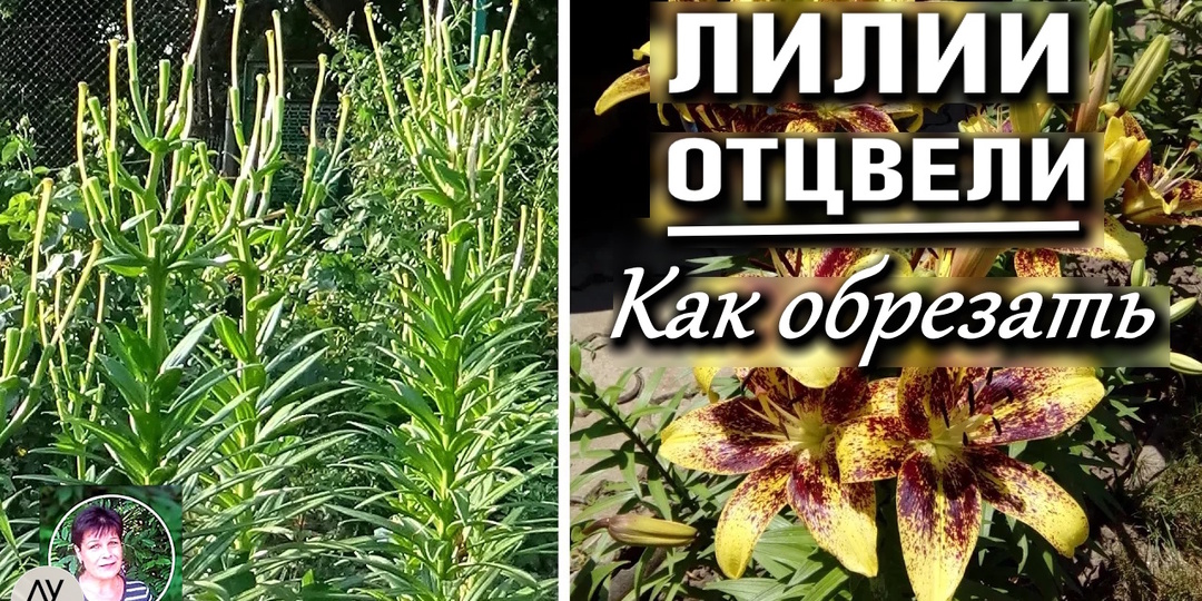 Обрезка лилий после цветения: когда и на какую высоту обрезать стебли