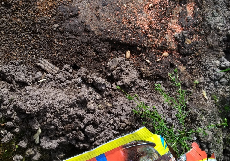 Народные средства от муравьев в огороде — помогают ли они?