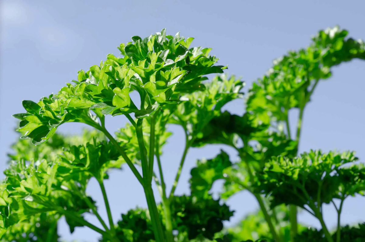 Parsley (Petroselinum crispum) - это петрушка кудрявая или огородная, то есть наша обычная...