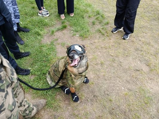 ФОТО одной из собак Управления Росгвардии Орловской области в специальной экипировке. Источник: ОрелТаймс  📷
