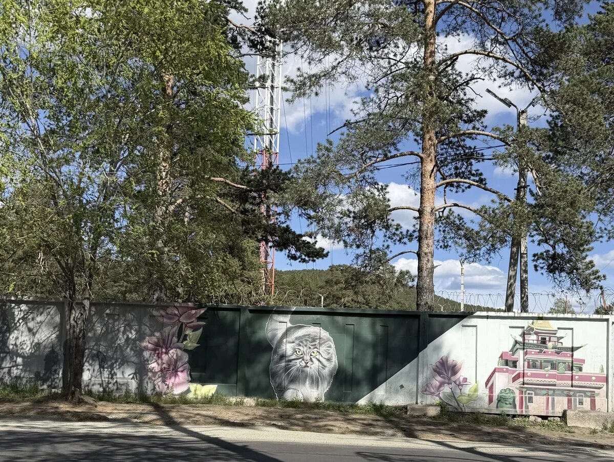    Мало кто знает, что предки символа московского зоопарка – манула Тимофея – родом из Забайкалья. Чита. Фото: Анна Попова, для АТОР