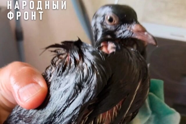    Фото: Народный фронт Кировской области