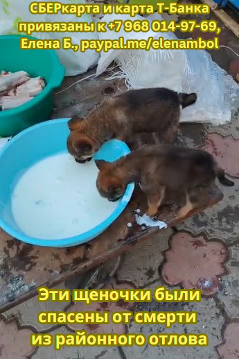 Нечем оплачивать передержку щенков😩, помогите🙏🏻