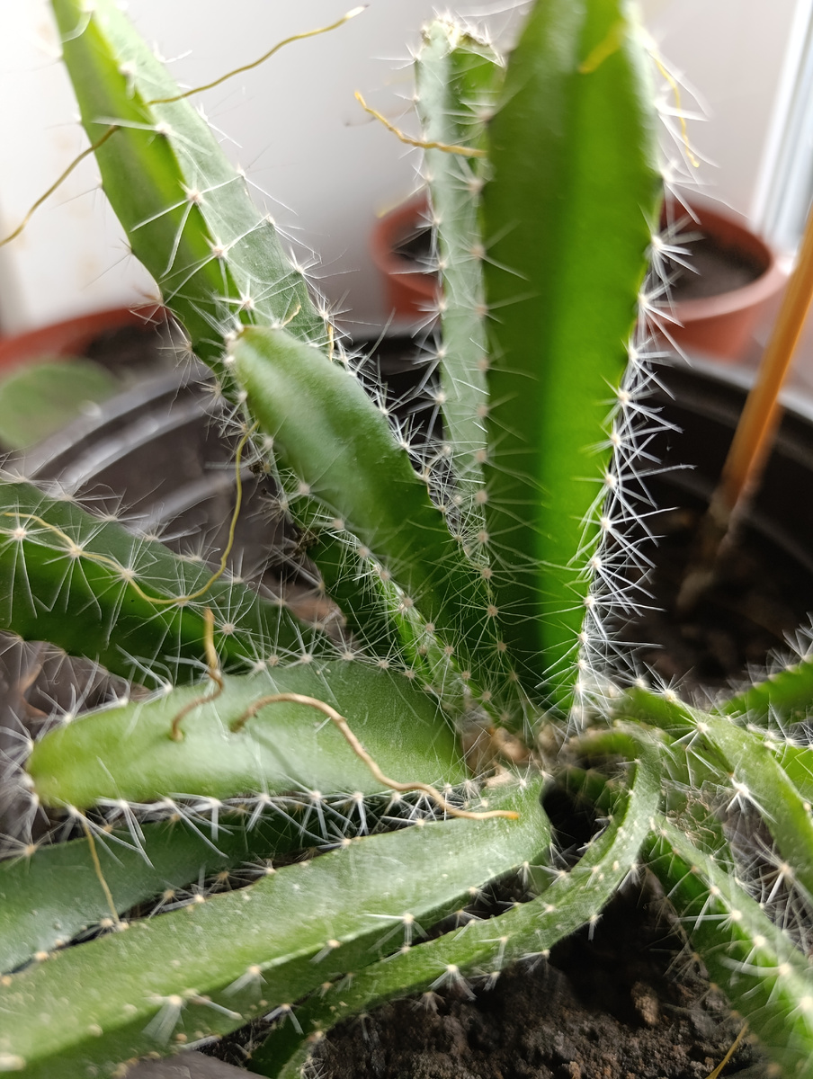 Моё взрослое растение 