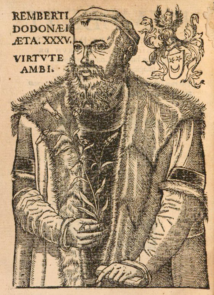 Гравюра с портретом Ремберта Додоенса из книги «Trium priorum de Stirpium historia commentariorum imagines», 1553 .