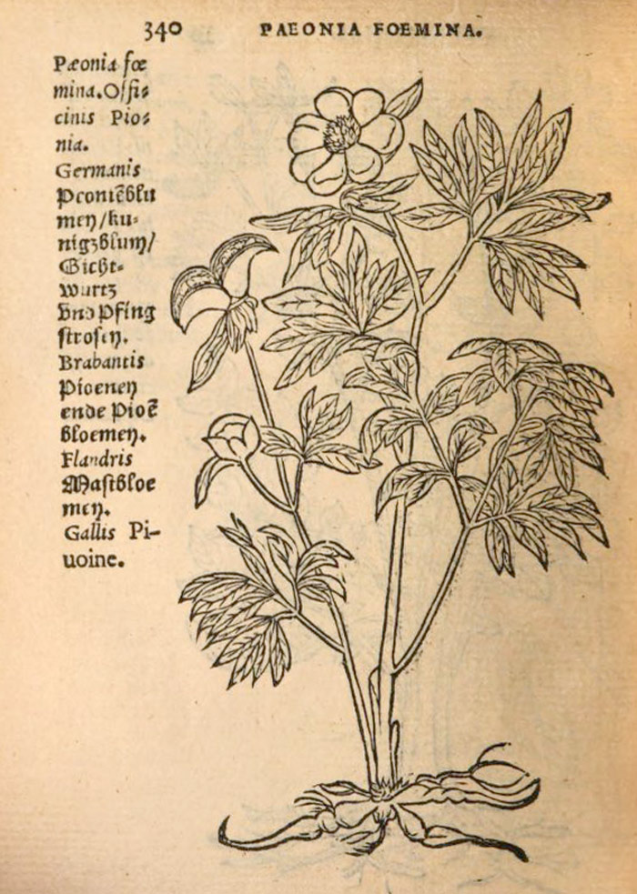 Гравюра женского пиона в книге Ремберта Додоенса «Trium priorum de Stirpium historia commentariorum imagines», 1553.
